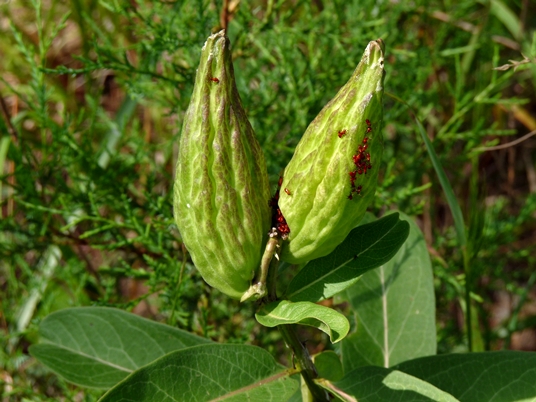 {Asclepias viridis}